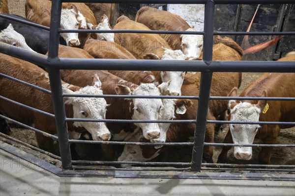 Oklahoma City, Oklahoma, Cattle are auctioned at the Oklahoma National Stockyards. Since it was founded in 1910, more than 100 million cattle have been sold at ONSY's weekly auctions