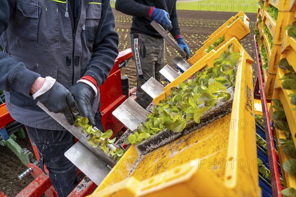 Lettuce plants, in press pots, they are planted in a field with a planting machine, agriculture, spring