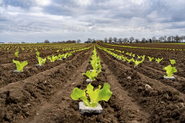 Lettuce plants, in press pots, they are planted in a field with a planting machine, agriculture, spring