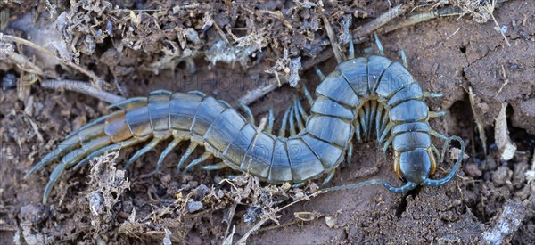 Scolopender, giant centipede, Scolopendromorpha, (Chilopoda), El Millaron, Salorino, Extremadura Caceres, Spain, Europe