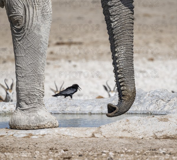 African elephant (Loxodonta africana), detail, trunk, at a waterhole, Nebrowni Waterhole, Etosha National Park, Namibia, Africa