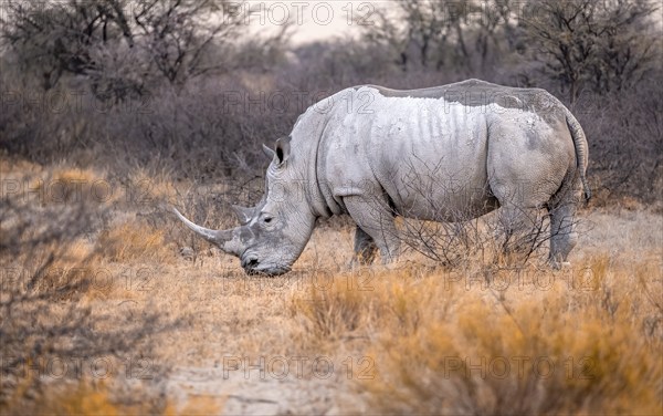 Southern white rhinoceros (Ceratotherium simum simum), rhino among flowers in the evening light, Khama Rhino Sanctuary, Serowe, Botswana, Africa