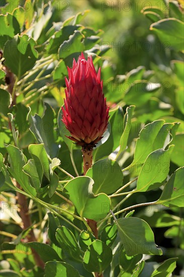 King Protea (Protea cynaroides), flower, flowering, flower, in spring, Kirstenbosch Botanical Gardens, Cape Town, South Africa, Africa