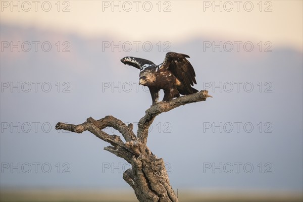Iberian Eagle, Spanish Imperial Eagle (Aquila adalberti), Extremadura, Castilla La Mancha, Spain, Europe