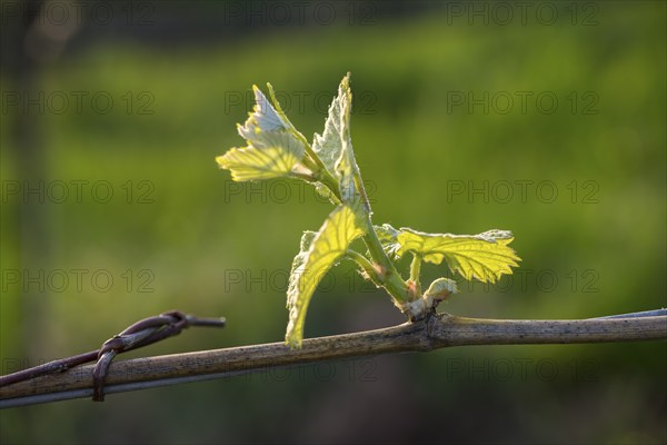 Young leaves of a grapevine in spring, viticulture, budding, shoots, vines, Baden-Württemberg, Germany, Europe