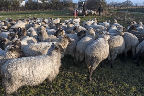Black-headed domestic sheep (Ovis gmelini aries) penned for loading on the pasture in the early morning, Mecklenburg-Vorpommern, Germany, Europe