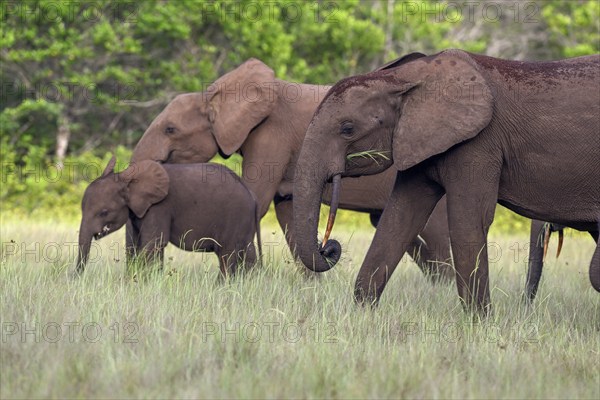 African forest elephants (Loxodonta cyclotis) in a clearing in Loango National Park, Parc National de Loango, Ogooué-Maritime Province, Gabon, Africa