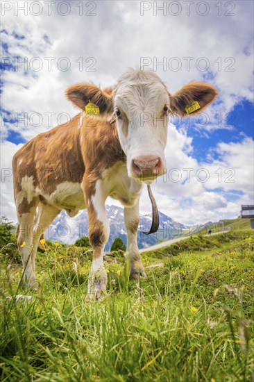 Close-up of a cow on a pasture with mountains and cloudy sky in the background, Penken, Zillertal. Austria