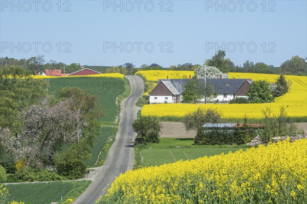 Country road through landscape with farms and rape fields in Sjörup, Ystad Municipality, Skåne County, Sweden, Scandinavia, Europe