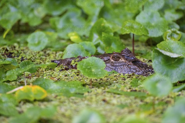 Northern spectacled caiman (Caiman crocodilus) lying in the water, head above water, among aquatic plants, Tortuguero National Park, Costa Rica, Central America