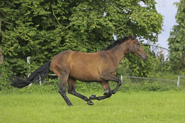 Westphalian Warmblood, Westphalian