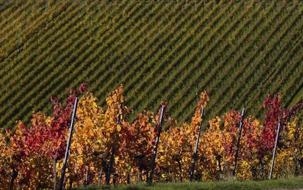 vineyard, vines, grapevines, winegrowing, autumn colouring, autumn, graphic, Strümpfelbach, Weinstadt, Baden-Württemberg, Germany, Europe