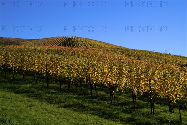 vineyard, vines, grapevines, winegrowing, autumn colouring, autumn, graphic, Strümpfelbach, Weinstadt, Baden-Württemberg, Germany, Europe