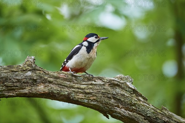 Great spotted woodpecker (Dendrocopos major), sitting on a tree stump and observing its surroundings, summer, Switzerland, Europe