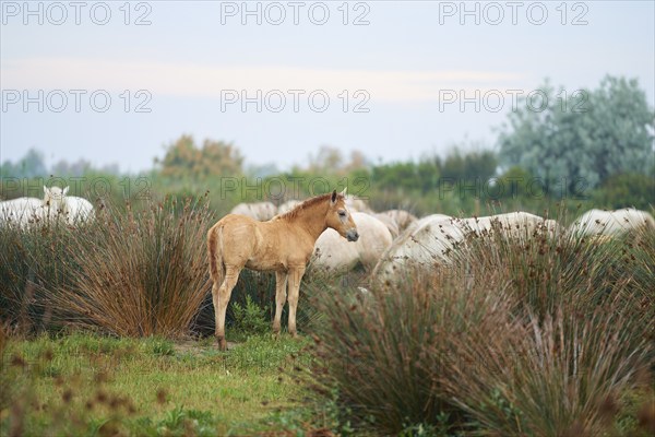 Camargue horse foal with grazing white Camargue horses, summer, Camargue, France, Europe