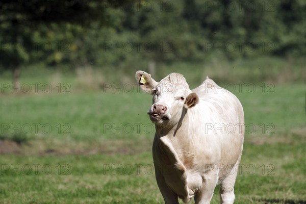 Domestic cattle (Bos taurus), Charolais, meadow, portrait, funny, Germany, A single cow stands in the pasture and flies buzz around her, Europe