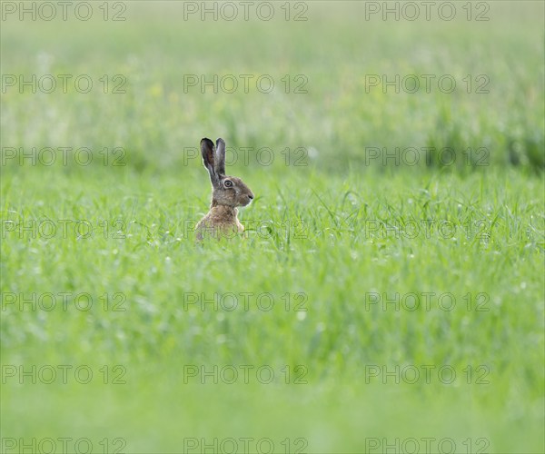 European hare (Lepus europaeus) sitting in a grain field, wildlife, Thuringia, Germany, Europe
