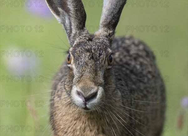 European hare (Lepus europaeus) portrait, wildlife, Thuringia, Germany, Europe