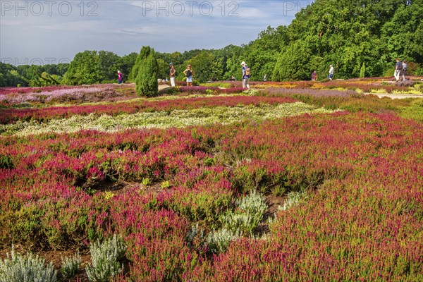 Heather garden with many varieties of heather from all over the world, Schneverdingen, Lüneburg Heath, Lower Saxony, Germany, Europe