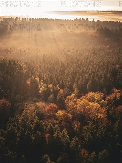 Morning light in autumn forest, golden light and fog create a calm and surreal atmosphere, Gechingen, Black Forest, Germany, Europe