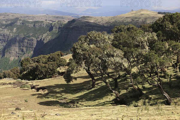 In the highlands of Abyssinia, in the Semien Mountains, landscape in Semien Mountains National Park, Ethiopia, Africa