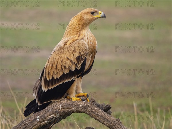 Spanish imperial eagle (Aquila adalberti), El Millaron Imperial Eagle Hid, Salorino, Extremadura Caceres, Spain, Europe