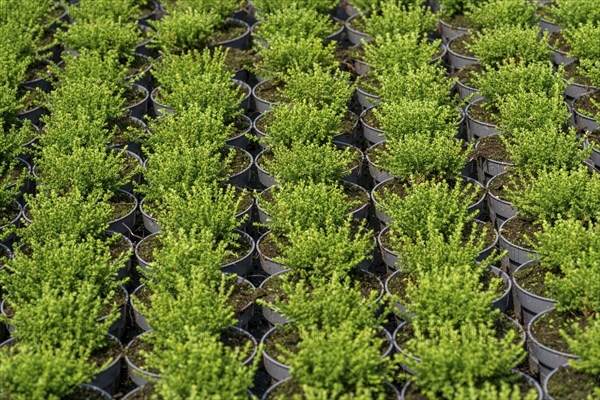 Horticultural business, broom heather plants, in flower pots, outdoors, Calluna vulgaris, North Rhine-Westphalia, Germany, Europe