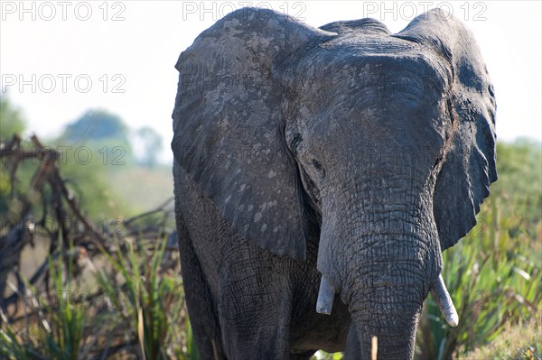 Elephant (Loxodonta africana), frontal, whole, safari, tourism, travel, Savuti region, Chobe National Park, Botswana, Africa