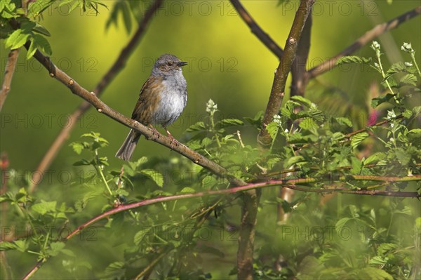 Dunnock, (Prunella modularis), Bad Dürkheim district, Rhineland-Palatinate, Federal Republic of Germany