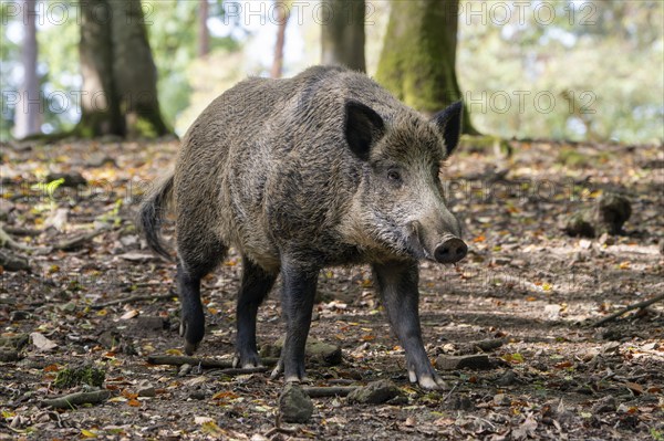 Wild boar (Sus scrofa), boar, Vulkaneifel, Rhineland-Palatinate, Germany, Europe