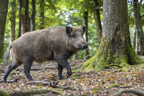 Wild boar (Sus scrofa), boar, Vulkaneifel, Rhineland-Palatinate, Germany, Europe