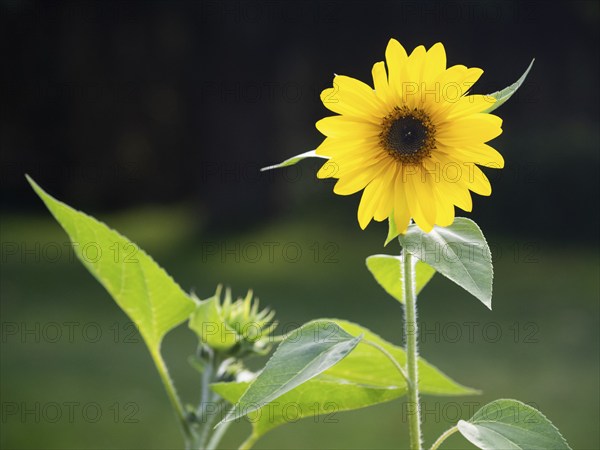 Sunflower (Helianthus annuus), single yellow sunflower blossom with green leaves, in garden, Hesse, Germany, Europe