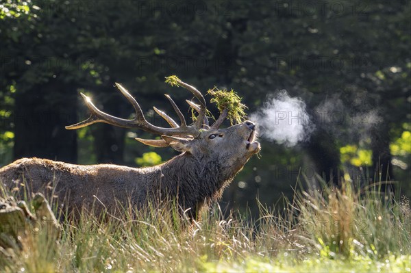 Rutting red deer (Cervus elaphus) stag with big antlers covered in grass roaring with breath condensing at dawn during the rut in autumn forest