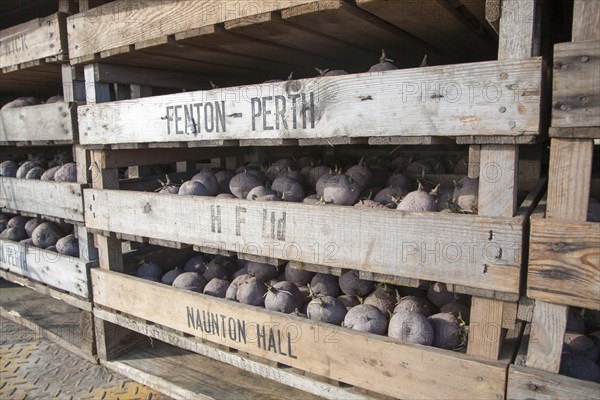Seed potatoes ready for planting in farm chitting trays, Orford, Suffolk, England, United Kingdom, Europe