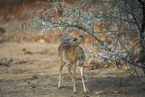 Sharpe's grysbok (Raphicerus sharpei) under thorn bush, Kruger National Park, South Africa, Africa