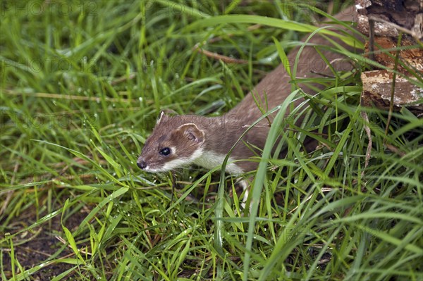 Stoat, short-tailed weasel (Mustela erminea) hunting in meadow