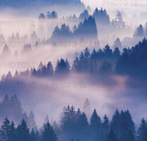 Fog and forest in Oberägeri in the canton of Zug, Switzerland, Europe
