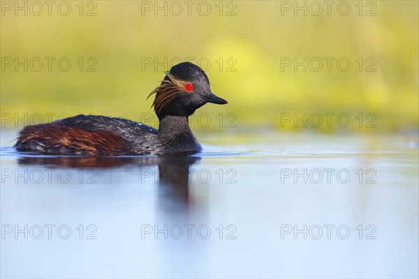 Black-necked grebe (Podiceps nigricollis), swimming in the water, Hides de El Taray / Floating Hid, Villafranca de los Caballeros, Castilla La Mancha / Toledo, Spain, Europe