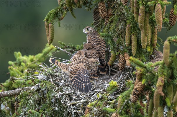 Common kestrel (Falco tinnunculus), young birds not yet ready to fly in the nest, Rhineland-Palatinate, Germany, Europe
