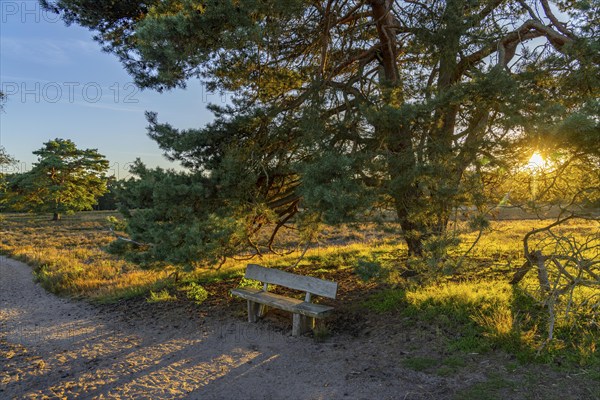 Westruper Heide, in the Hohe Mark Westmünsterland nature park Park, old wooden bench on a tree, near Haltern am See, heather blossom, North Rhine-Westphalia, Germany, Europe