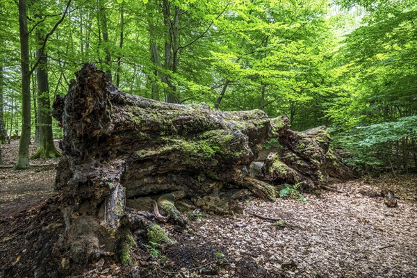 The Sababurg primeval forest, or primeval forest in the Reinhardswald, is a 95-hectare biotope under nature and landscape protection, with trees over 500 years old, hut trees, in the district of Kassel, Hesse, Germany, Europe