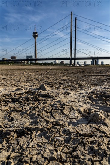 Rhine near Düsseldorf, extremely low water, Rhine level at 81 cm, falling, after a long drought the left bank of the Rhine is dry, near Düsseldorf Oberkassel, Rheinkniebrücke, Rheinturm, North Rhine-Westphalia, Germany, Europe