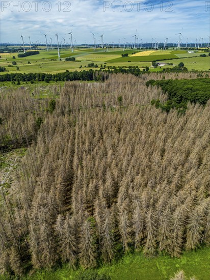 Cleared forest in the Eggegebirge, near Lichtenau, Paderborn district, site of a spruce forest that had died due to heavy bark beetle infestation and was felled, in the background there are still dead spruce trees, North Rhine-Westphalia, Germany, Europe