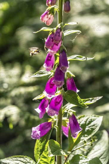 Diersfordter Wald, north of Wesel, nature park with oak and beech forests, glacial sand dunes, heathland, foxglove, bee, North Rhine-Westphalia, Germany, Europe