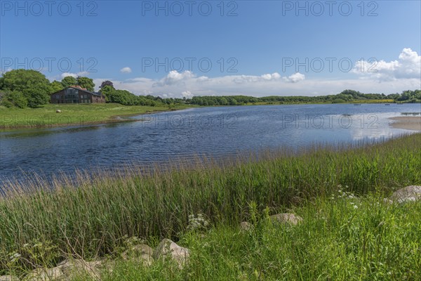 Small Noor in the nature reserve Holnis peninsula, NSG, inland lake with connection to the fjord, reed shore, blue sky, white clouds, Glücksburg, Schleswig-Holstein, Germany, Europe