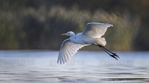 Great White Egret (Ardea alba) Winter visitor, migratory bird, resting bird, flying, foraging, lake landscape, Middle Elbe Biosphere Reserve, Saxony-Anhalt, Germany, Europe