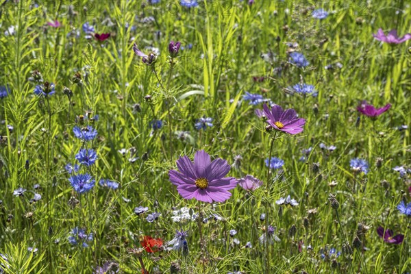 Flower meadow with cornflowers (Centaurea cyanea) and cosmos (Cosmos), Emsland, Lower Saxony, Germany, Europe