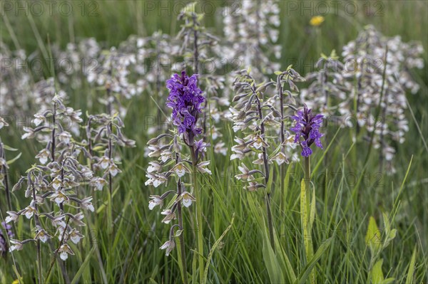Marsh helleborine (Epipactis palustris) and Southern marsh orchid (Dactylorhiza praetermissa) mass population, Emsland, Lower Saxony, Germany, Europe