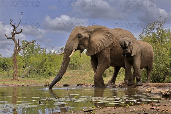 African elephant (Loxodonta africana), adult, bull, male, young, bull with young, at the water, drinking, Kruger National Park, Kruger National Park, South Africa, Africa