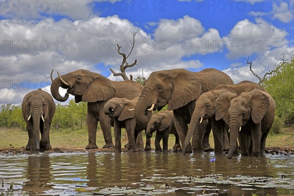 African elephant (Loxodonta africana), adult, juvenile, group, herd, at the water, drinking, Kruger National Park, Kruger National Park, South Africa, Africa